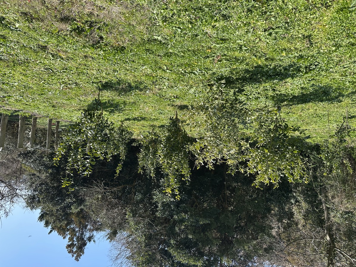 レモン果樹園の全体像