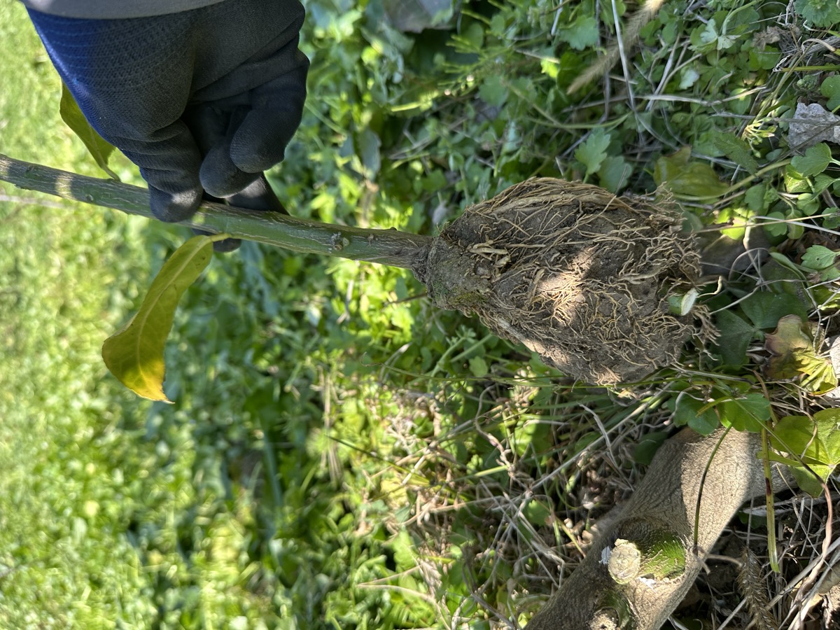 別の木から作った取り木。根がしっかり出ている