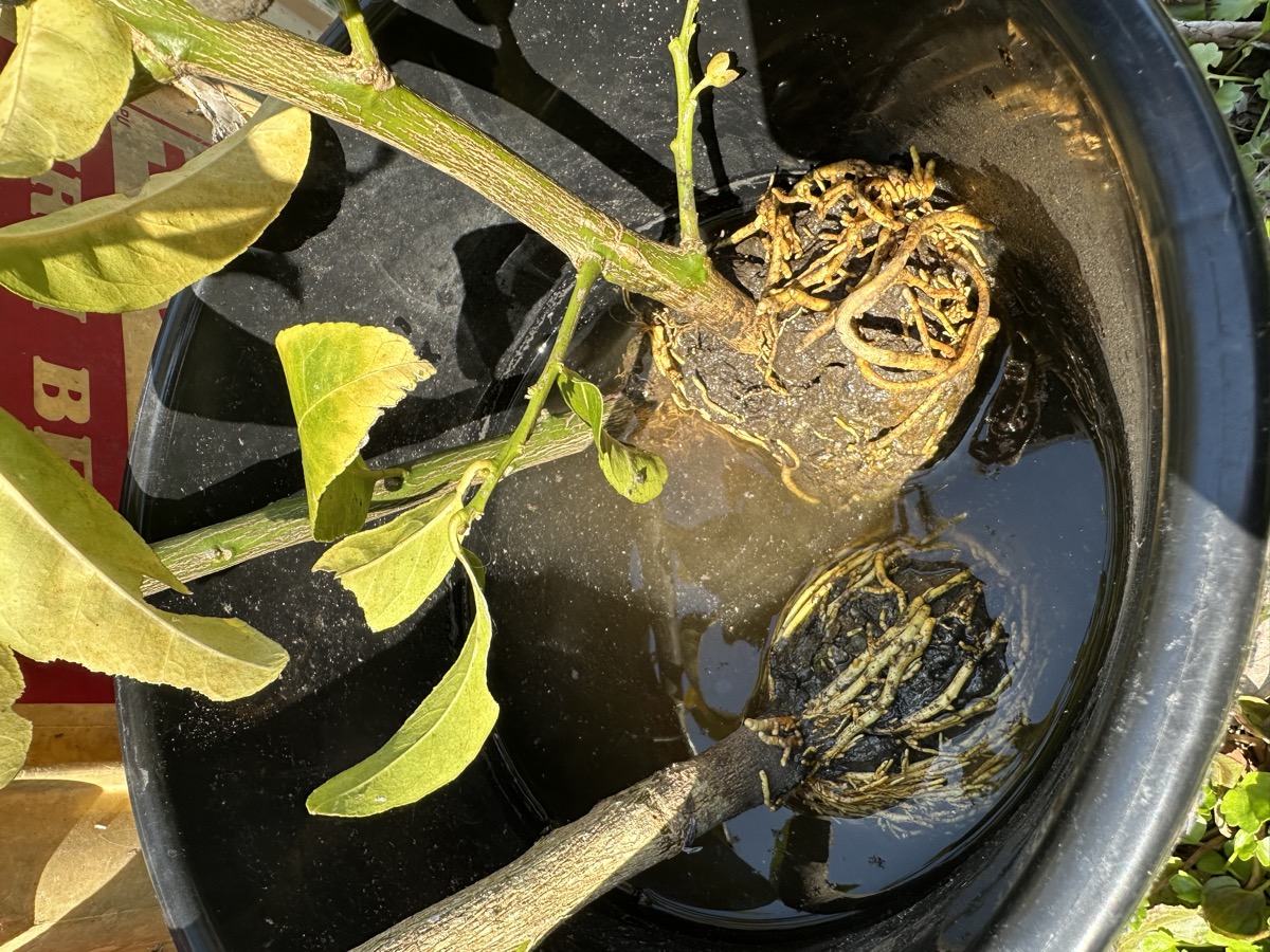 切り離して水につけたレモンの取り木苗