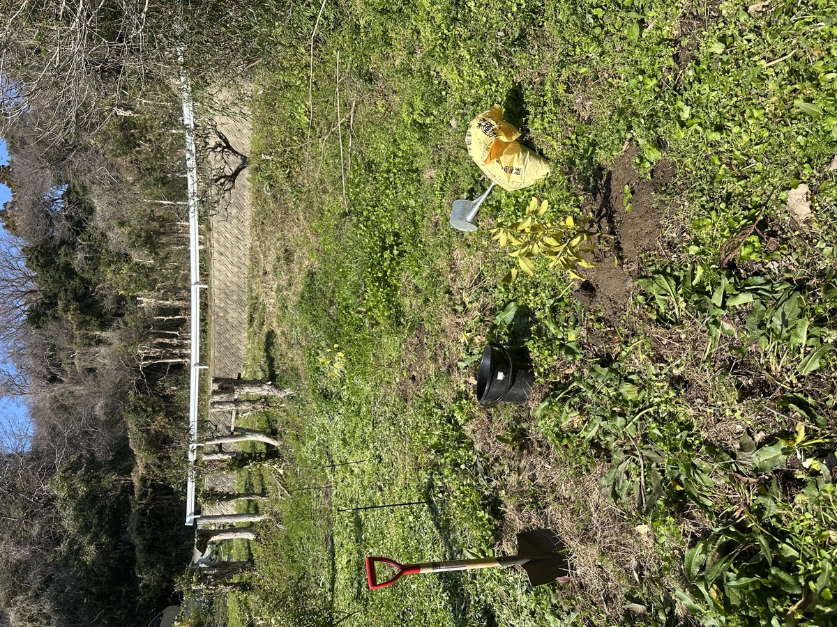 取り木苗を果樹園に植えた様子